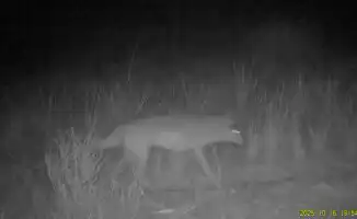 В Каратауском заповеднике зафиксированы серые волки на новом видео