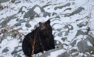 Японские медведи: год страха и неожиданных встреч
