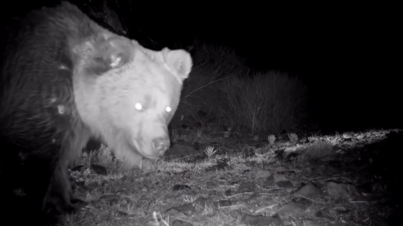 В сердце Жетысу: редкий Тянь-Шанский медведь вновь вышел на свет из тени