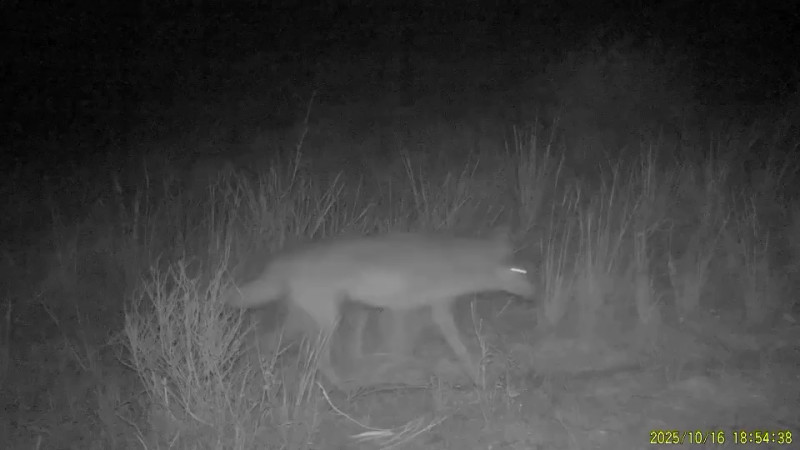 В Каратауском заповеднике зафиксированы серые волки на новом видео
