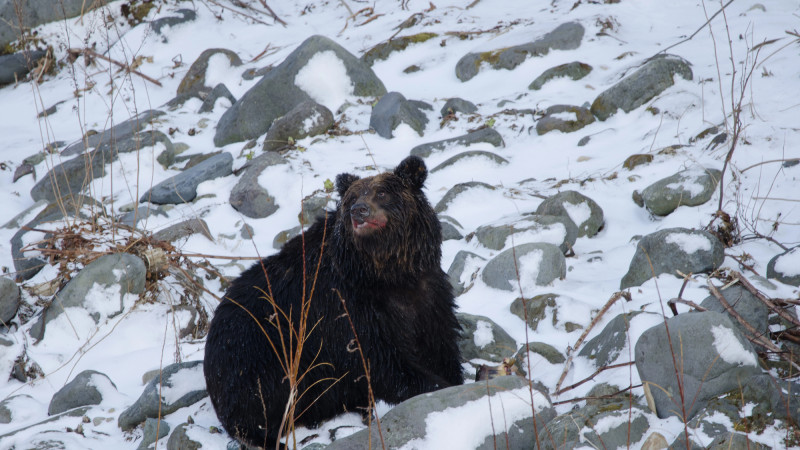 Японские медведи: год страха и неожиданных встреч