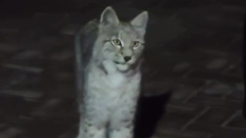Сенсация в Алматы: рысь и её детёныш шокируют пользователей соцсетей