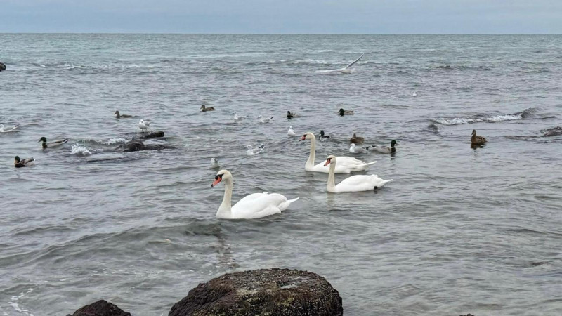 Трое лебедей на берегу Каспия: неожиданное видео удивило казахстанцев в декабре