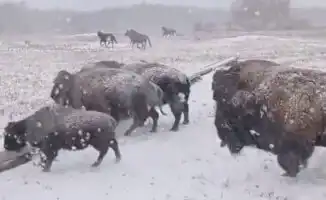 Бизоны в снегах Казахстана: не Северная Америка, а другая зимняя сказка
