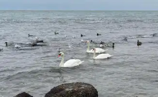 Трое лебедей на берегу Каспия: неожиданное видео удивило казахстанцев в декабре