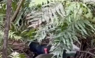 В экозаповеднике родился редкий птенец новозеландского такахе