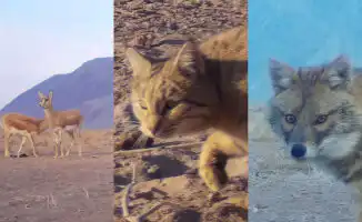 Редкие джейраны и другие животные в области Жетысу на фото