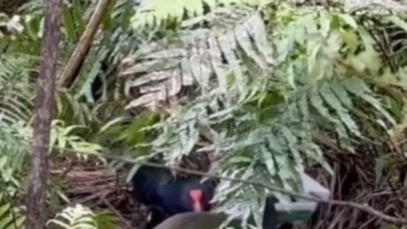 В экозаповеднике родился редкий птенец новозеландского такахе