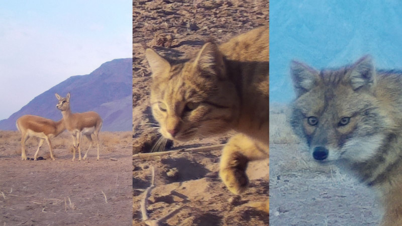 Редкие джейраны и другие животные в области Жетысу на фото