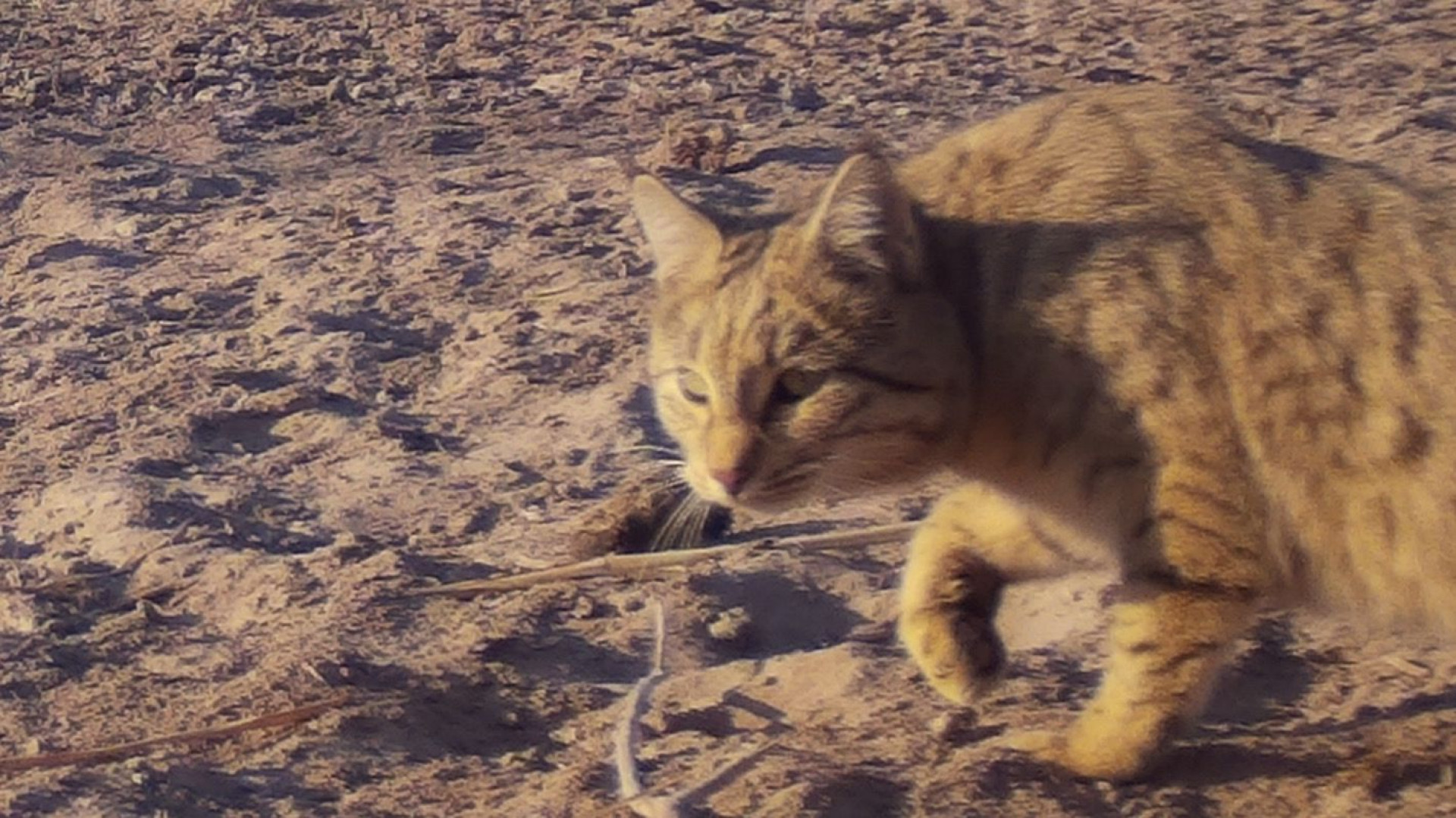 Степной кот