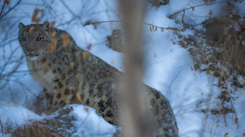 Лицом к лицу с редким снежным барсом в горах