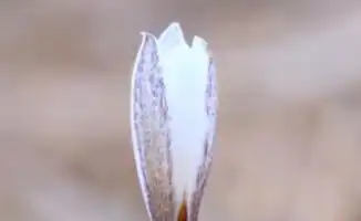 В Алматы расцвели подснежники: символ весны вдохновляет на новые открытия и укрепляет связь с природой