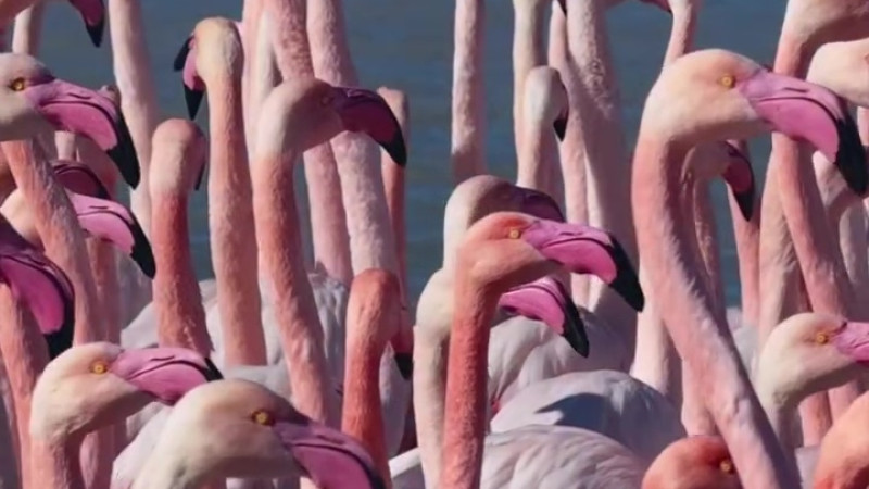 Возвращение фламинго в Казахстан: блогер из Актау делится редкими кадрами с озера