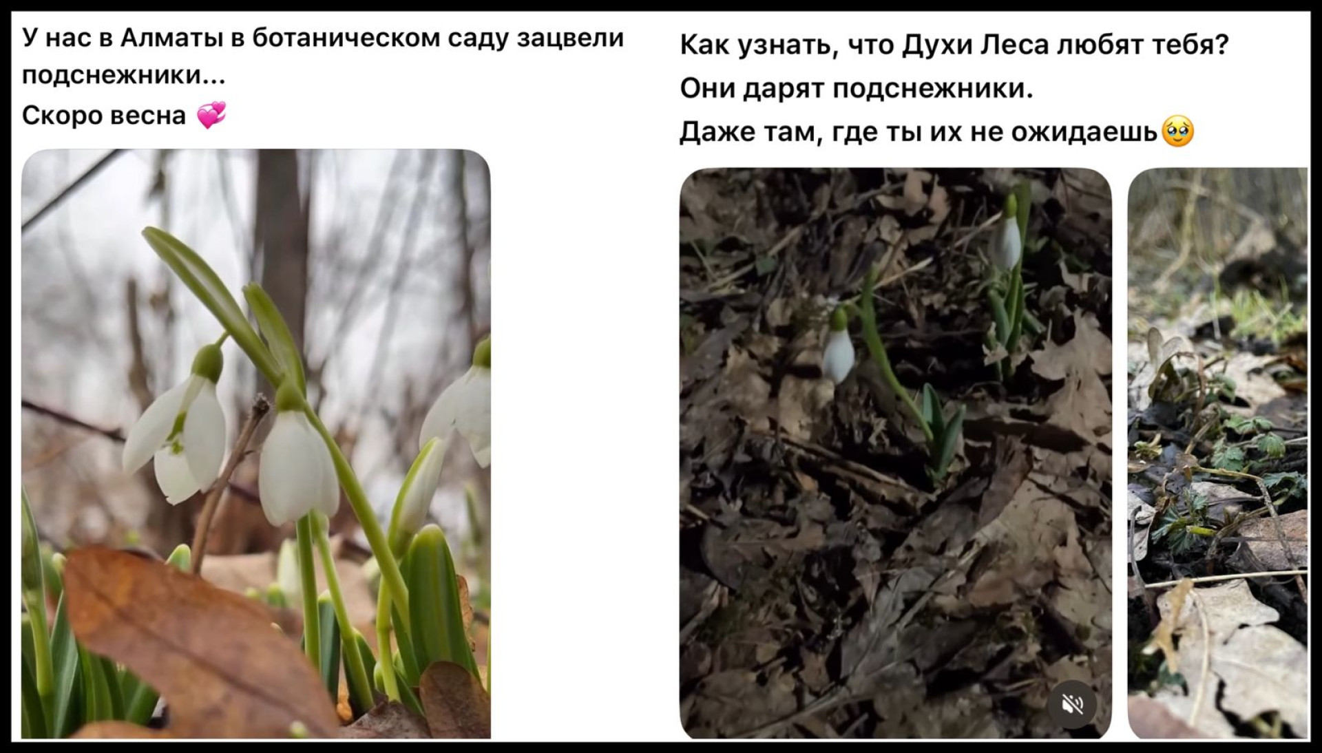 Подснежники в Алматы