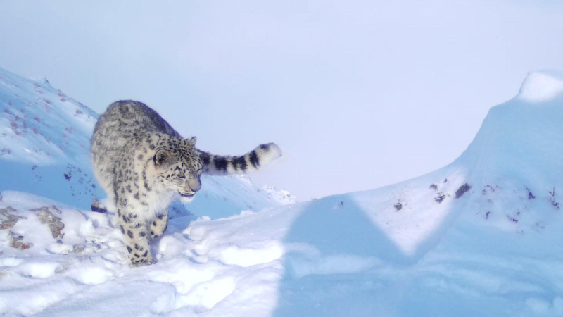 Снежные барсы вблизи Алматы: жители и туристы запечатлевают редких кошек