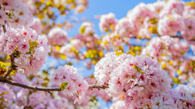 Сезон цветения сакуры: как культура наслаждения красотой объединяет народы Азии