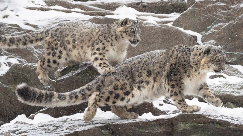 Увеличение встреч с дикими животными в Казахстане: социальные и экологические причины