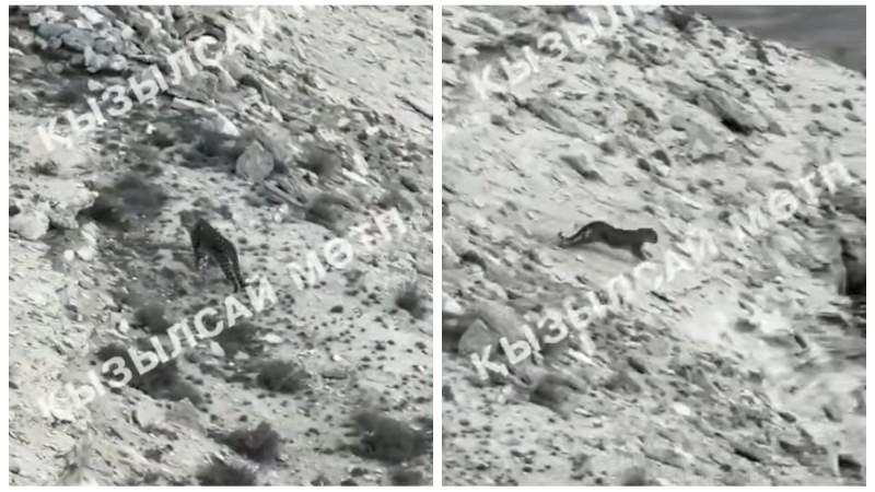 Редкое животное вновь замечено в Мангистауской области