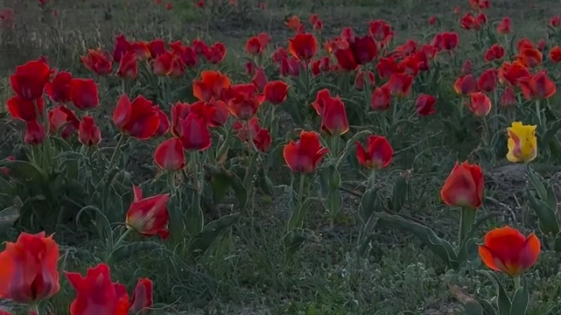 Тюльпановое море под Шымкентом: красота, которая может обойтись в 13 миллионов